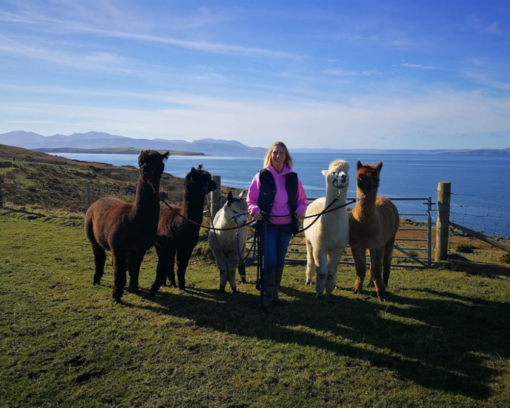 Leafield Alpacca Trekking Alpacca Trekking | Isle of Bute
