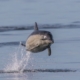 Wildlife | Isle of Bute